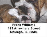 English Bulldogs Address Labels