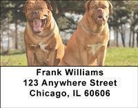 Mighty Mastiffs Address Labels