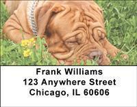 Mighty Mastiffs Address Labels