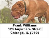 Mighty Mastiffs Address Labels