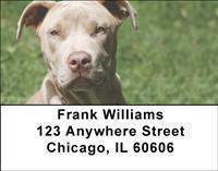 Pit Bulls Address Labels