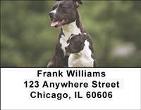 Pit Bulls Address Labels