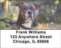 Pit Bulls Address Labels
