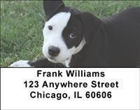 Pit Bulls Address Labels