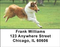 Collies Address Labels