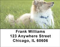 Collies Address Labels