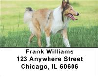 Collies Address Labels