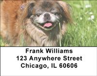 Pekingese Address Labels