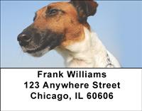 Smooth Fox Terriers Address Labels