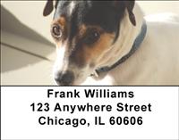 Smooth Fox Terriers Address Labels