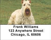 Scottish Terriers Address Labels