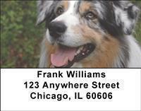 Australian Shepherds Address Labels
