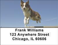 Australian Shepherds Address Labels