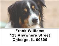 Australian Shepherds Address Labels
