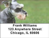 Miniature Schnauzers Address Labels