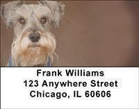 Miniature Schnauzers Address Labels