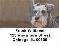 Miniature Schnauzers Address Labels
