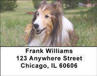 Shetland Sheepdogs Address Labels