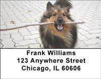 Shetland Sheepdogs Address Labels