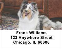 Shetland Sheepdogs Address Labels
