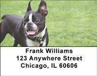French Bulldogs Address Labels