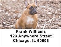 French Bulldogs Address Labels