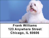 Maltese Address Labels