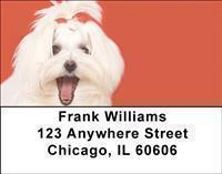 Maltese Address Labels