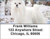Maltese Address Labels