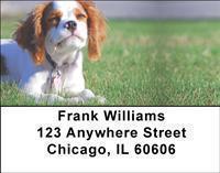 Cavalier King Charles Spaniels Address Labels