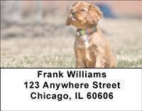 Cavalier King Charles Spaniels Address Labels