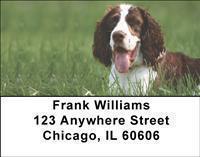 Springer Spaniels Address Labels