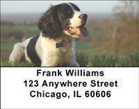 Springer Spaniels Address Labels