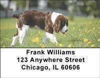 Springer Spaniels Address Labels