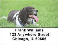 Springer Spaniels Address Labels