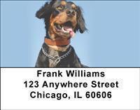 Brittany Spaniels Address Labels