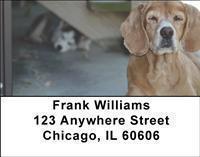 Brittany Spaniels Address Labels