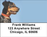 Brittany Spaniels Address Labels