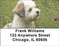 Havanese Address Labels