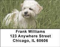 Havanese Address Labels