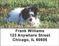 Havanese Address Labels