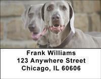 Weimaraners Address Labels