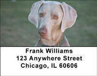 Weimaraners Address Labels