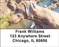 Weimaraners Address Labels