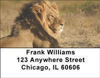 Safari Address Labels