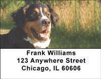 Bernese Mountain Dogs Address Labels