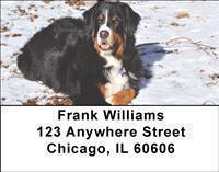 Bernese Mountain Dogs Address Labels