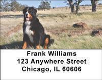 Bernese Mountain Dogs Address Labels