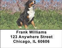 Bernese Mountain Dogs Address Labels