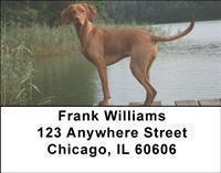 Vizslas Address Labels